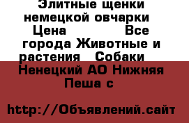 Элитные щенки немецкой овчарки › Цена ­ 30 000 - Все города Животные и растения » Собаки   . Ненецкий АО,Нижняя Пеша с.